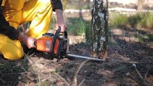 How Our Tree Care Process Works  in  Reedsville, WI